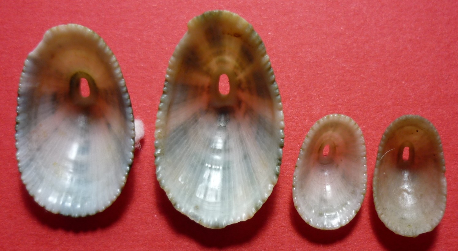 Diodora italica